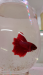 Betta Fish